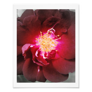 Le feu intérieur - photographie de rose rouge