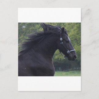 LE FRISON LA PERLE NOIRE BRIEFKAART