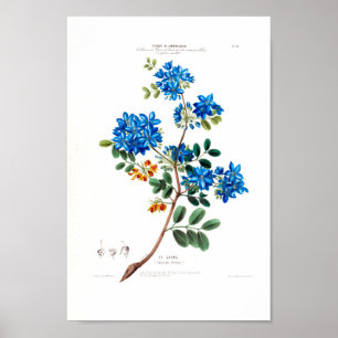 Le Gayac  Botanische Blauwe Blanken Floral Amer Poster