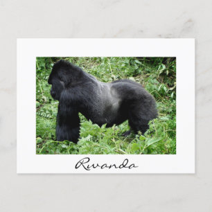 Le gorille de Silverback au Rwanda carte postale b