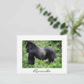 Le gorille de Silverback au Rwanda carte postale b (Debout devant)