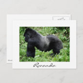 Le gorille de Silverback au Rwanda carte postale b (Devant / Derrière)