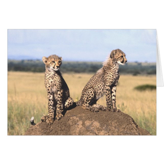 Le guépard CUB cardent (Devant horizontal)