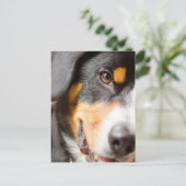 Le _I d'Entlebucher ont mes yeux sur vous ! Cartes (Debout devant)