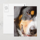 Le _I d'Entlebucher ont mes yeux sur vous ! Cartes (Devant / Derrière)