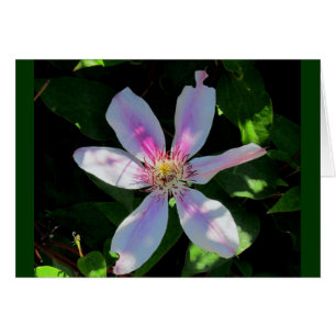 Le jardin aux fleurs de maman
