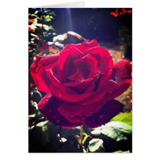 Le jardin s'est levé