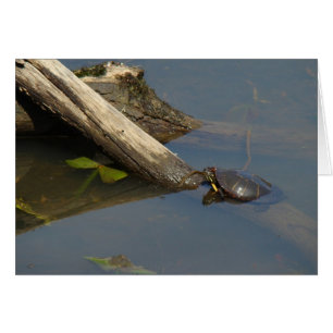 Le jour de congé de la tortue
