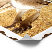 Le Kangaroo Photo Collage, Poster (Coin)