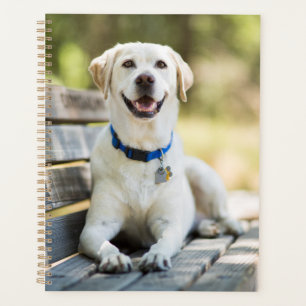 Le Labrador Jaune Pose Sur Le Banc