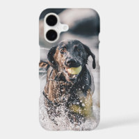 Le Labrador Noir Joue Dans L'Eau