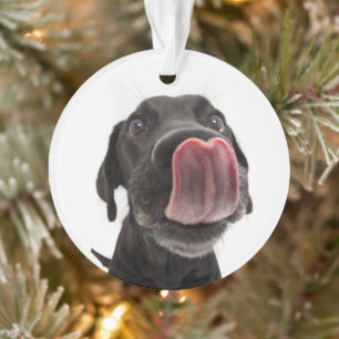 Le Labrador Noir se lâche le nez