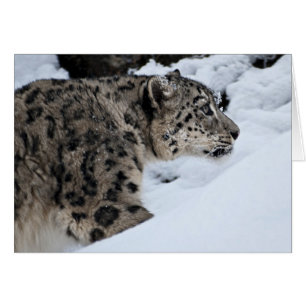 Le léopard des neiges sur le rôti