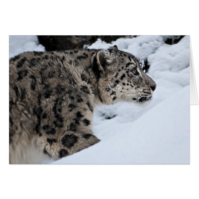 Le léopard des neiges sur le rôti (Devant horizontal)