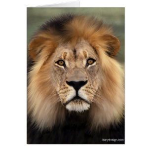 Le lion