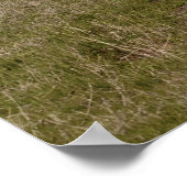 Le lion américain avec mammouths et bison, affiche (Coin)