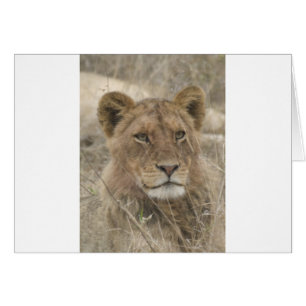 Le lion dans le parc national de Kruger