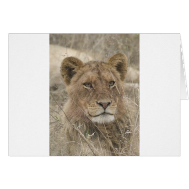 Le lion dans le parc national de Kruger (Devant horizontal)