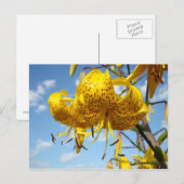 Le lis tigré jaune de cartes postales d'été (Devant / Derrière)