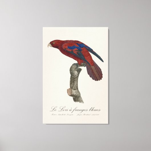 Le Lori a franges bleues Canvas Afdruk (Voorkant)