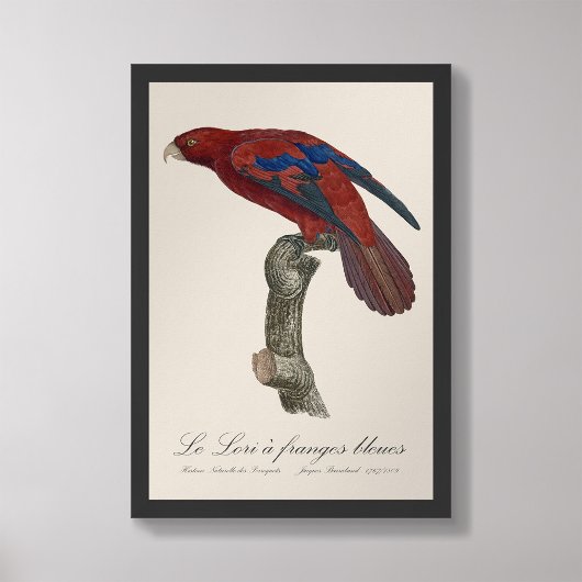 Le Lori a franges bleues Foto Afdruk