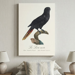 Le Lori noir / Zwarte lory Canvas Afdruk