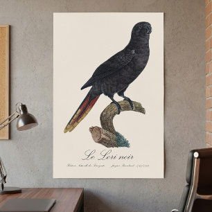 Le Lori noir / Zwarte lory Poster