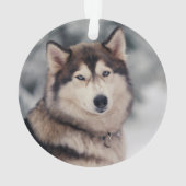 Le magnifique Husky en plein air (dos)