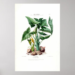 Le Malanga  Botanische Flore D Amerique Poster