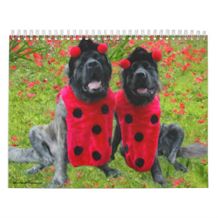 Le mastiff habillent le calendrier