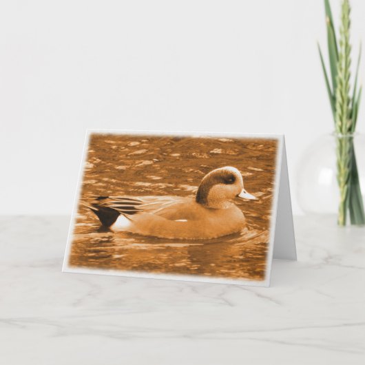 Le Merci Wigeon américain pour aider (Devant)