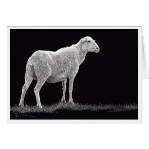 Le mouton de Storm