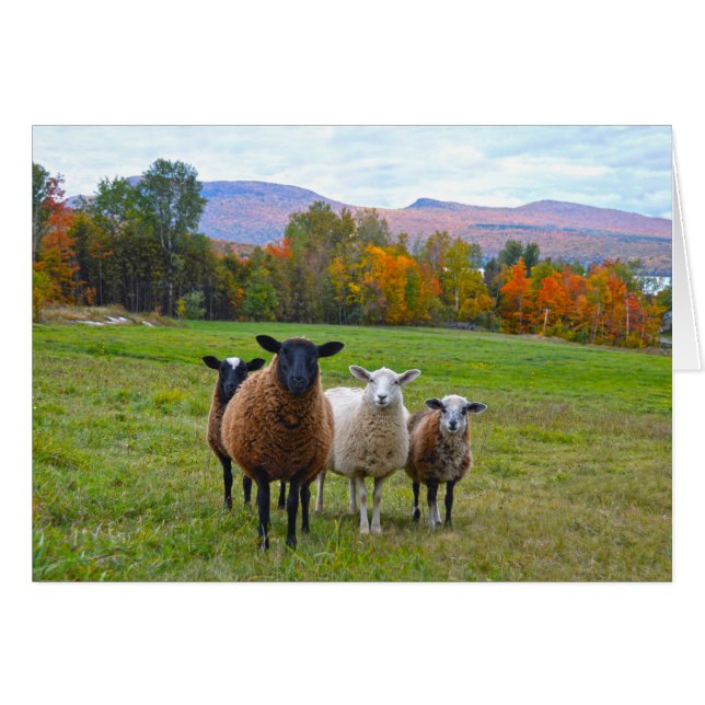 Le mouton du Vermont en automne (Devant horizontal)