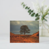 Le mur d'Hadrien  Sycamore Gap  - Carte postale (Debout devant)