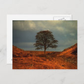 Le mur d'Hadrien  Sycamore Gap  - Carte postale (Devant / Derrière)
