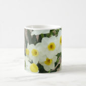 Le narcisse blanc fleurit la tasse (Centre)