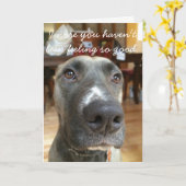 Le nez de chien obtiennent la carte bonne (Fleur jaune)