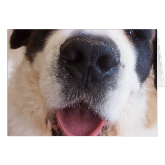 Le nez de Ruthie (Devant horizontal)