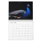 Le paon comme calendrier (Jan 2027)