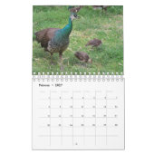 Le paon comme calendrier (Feb 2027)