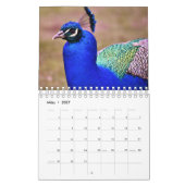 Le paon comme calendrier (Mar 2027)