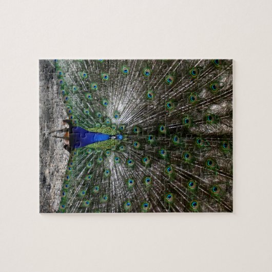 Le paon difficile de cadeaux de puzzles fait (Horizontal)