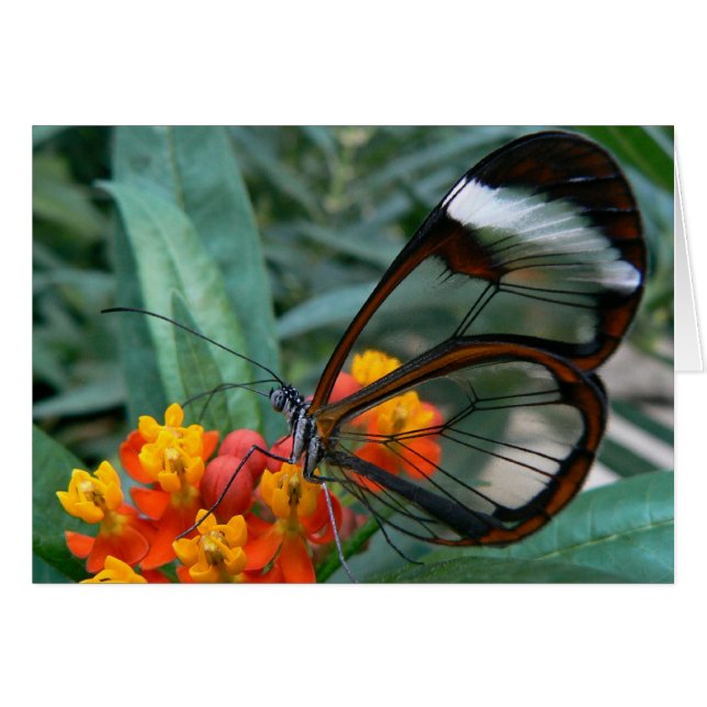 le papillon d'aile-devenir-fenêtres (Devant horizontal)