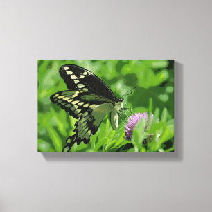 Le papillon de machaon a étiré la copie de toile