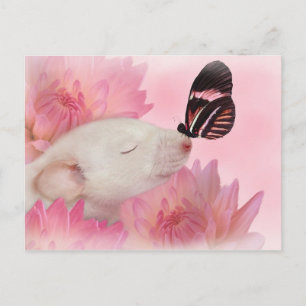 Le papillon embrasse la carte postale