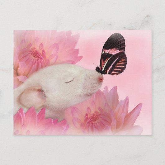 Le papillon embrasse la carte postale (Devant)