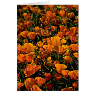 Le pavot fleurit les fleurs roses