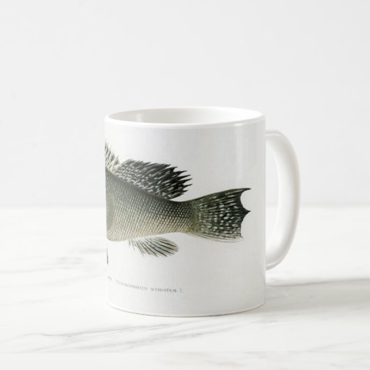 Le pêcheur de bar de mer Mug (Devant droit)