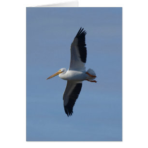 Le Pélican blanc prend son envol