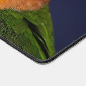 Le perroquet caïque coloré (Coin)